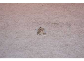 Régulateur de température 3570560049